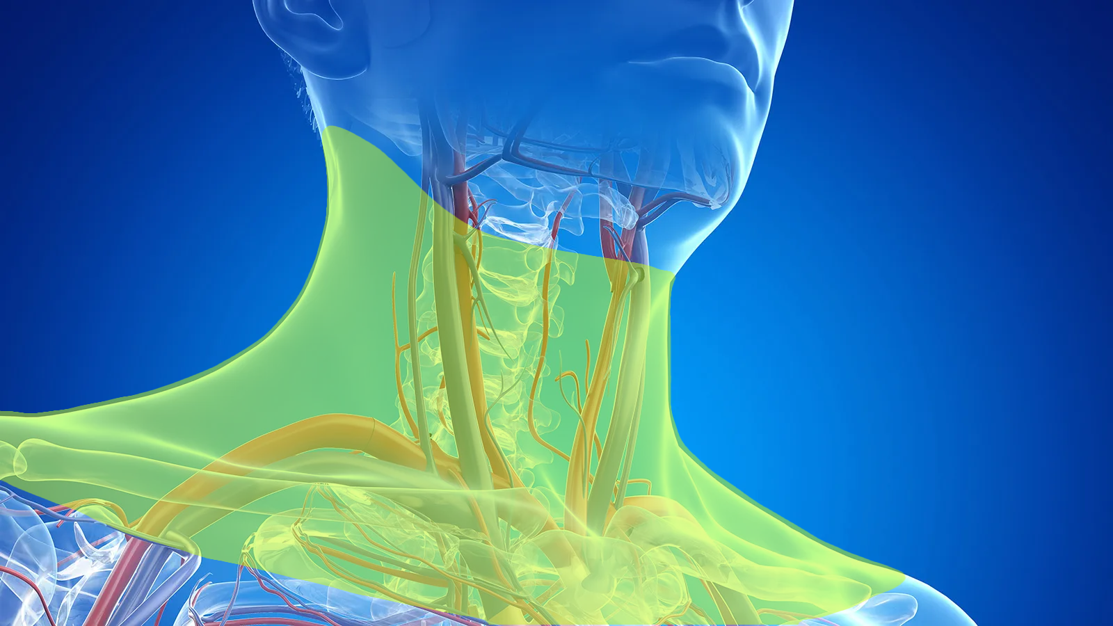 Medical illustration showing the anatomy of the neck, highlighting the area covered by the ArcGuard. The image demonstrates the protective benefits of the ArcGuard in Titan Battlegear's hockey neck guard shirt, focusing on key areas such as the jugular vein and carotid artery.